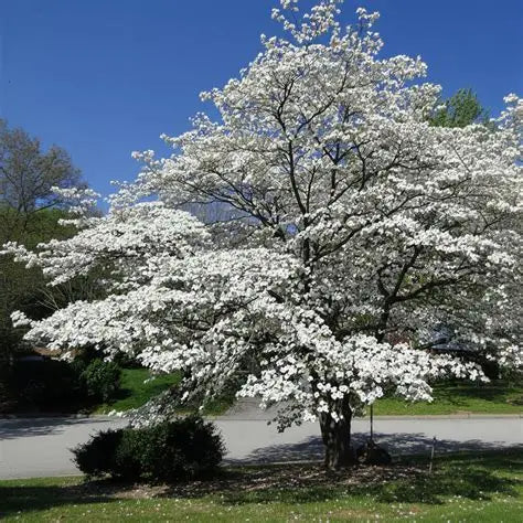 Spring Trees Blooming in Indiana — What to Watch For and Where to See Them